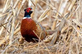 Pheasant hunting in redfield: an enduring tradition, an incredible experience Article Photo